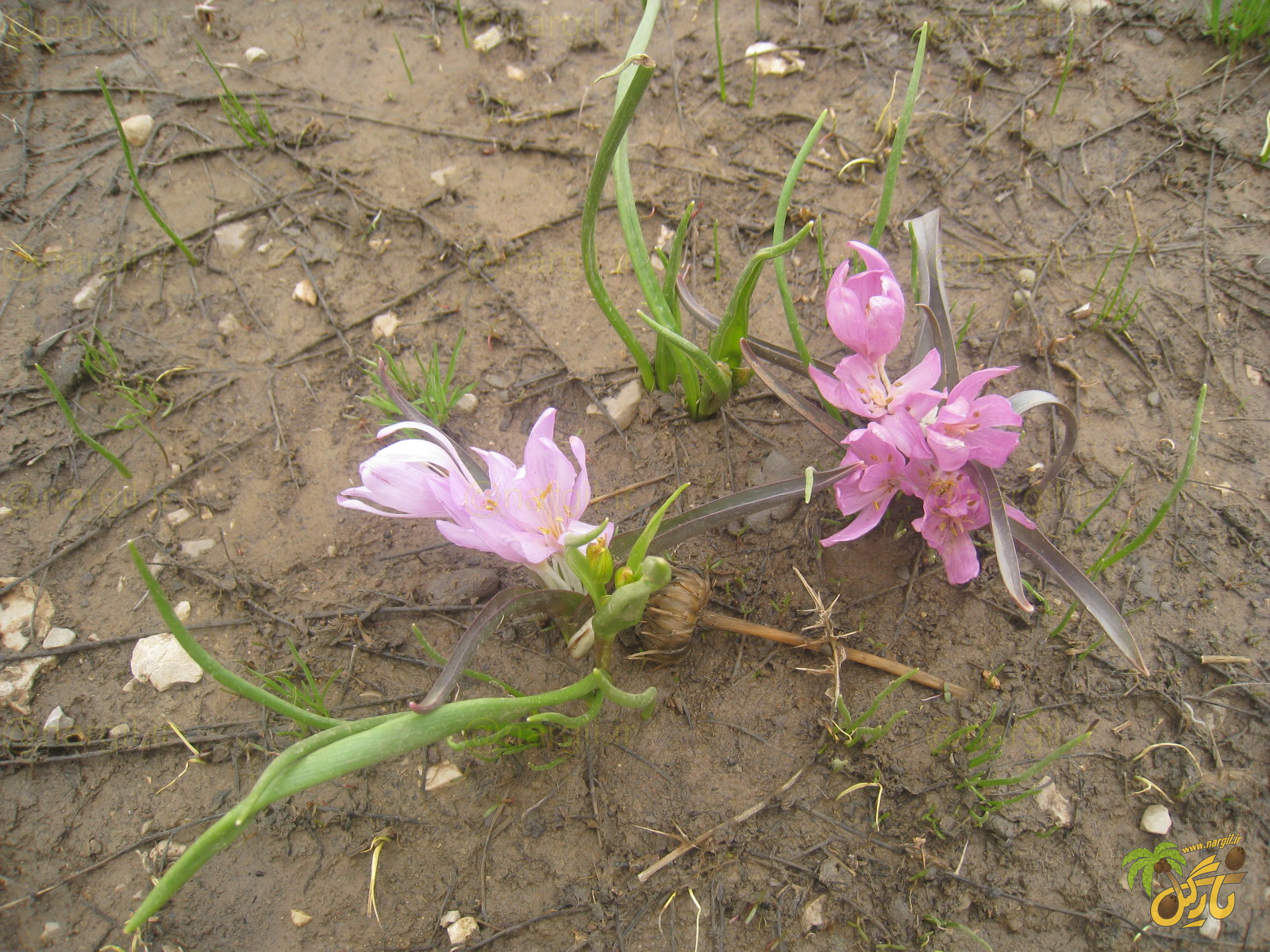 گل حسرت - بومی ایران